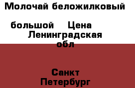 Молочай беложилковый (большой) › Цена ­ 300 - Ленинградская обл., Санкт-Петербург г. Домашняя утварь и предметы быта » Растения   